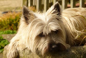 Cairn Terrier Bumble