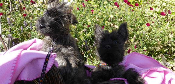 Cairn Terrier Puppies